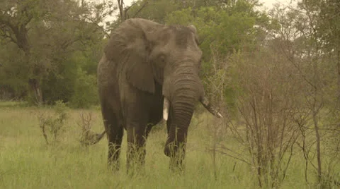 Elephant eating grass Stock Footage 25231269