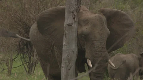 Elephant eating grass Stock Footage 25238287