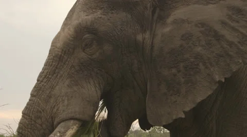 Elephant eating grass Stock Footage 25239503