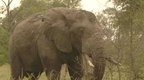 Elephant eating grass Stock Footage 25275230