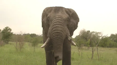 Elephant eating grass Stock Footage 25280774