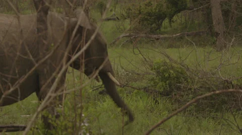 Elephant eating grass Stock Footage 25285804