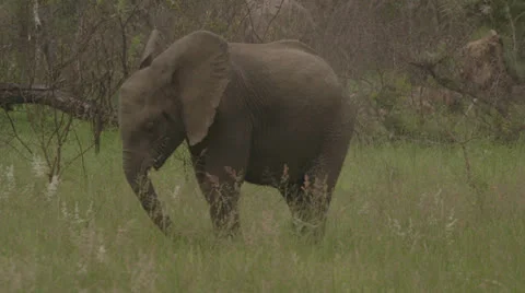 Elephant eating grass Stock Footage 25291912