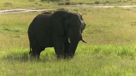 Elephant eating grass Stock Footage 33697197