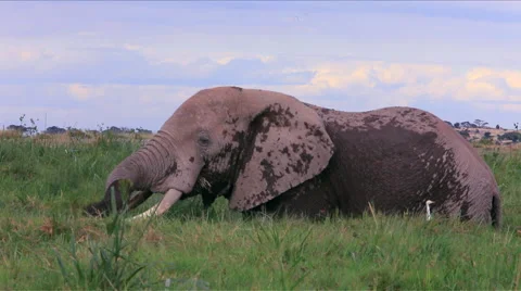 Elephant eating grass Stock Footage 44817577