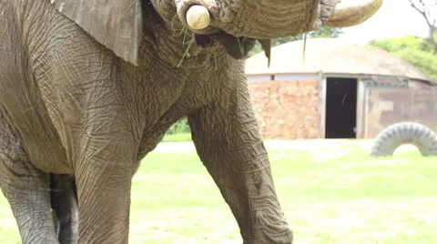 Elephant Eating Grass Stock Footage 48634045