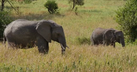 Elephant eating grass Stock Footage 60384046