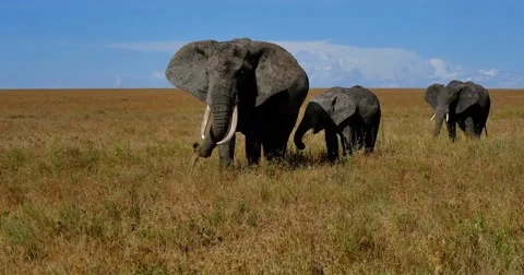 Elephant eating grass Video stock 60384245
