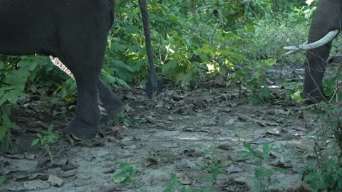 Elephant eating grass. Stock Footage 207080801
