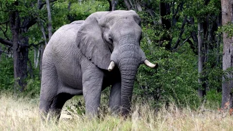 Elephant eating grass in the forest Stock Footage 293552310