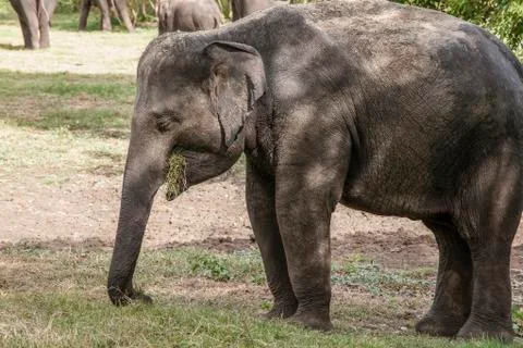 Elephant eating grass Foto stock