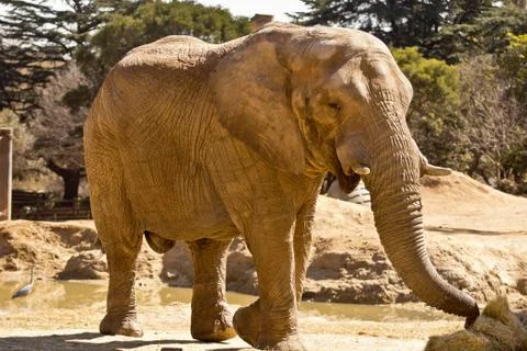 Elephant eating grass Stock Photos