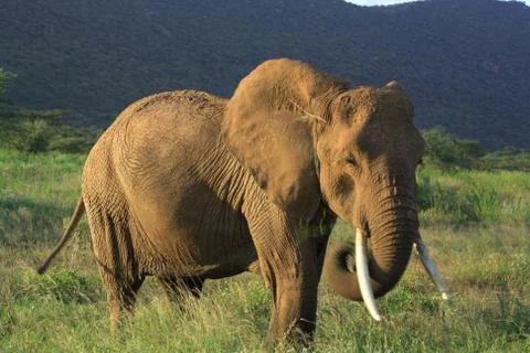 Elephant eating grass Stock Photos