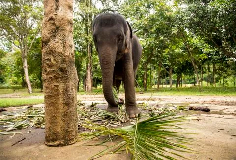 Elephant is eating a grass. Stock Photos