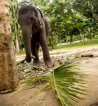 Elephant is eating a grass. Stock Photos