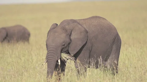 Elephant eating grass on the plains Stock Footage 33547156