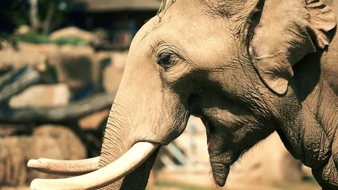 Elephant eating grass slow motion close-up 4K Stock Footage 79811833
