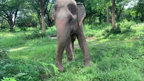 Elephant eating grass with trunk and swinging trunk Vidéo 170094031