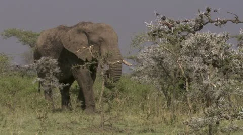 Elephant eating, grey sky Stock Footage 12658536
