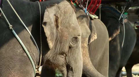 Elephant eating - HD Stock Footage 21938356