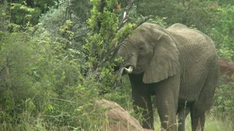 Elephant eating - HD Stock Footage 22342759