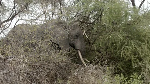 Elephant eating, hidden behind a tree Stock Footage 237478107