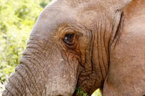 Elephant eating a leaf Stock Photos