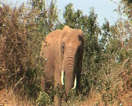 Elephant Eating leaves Video stock 558463