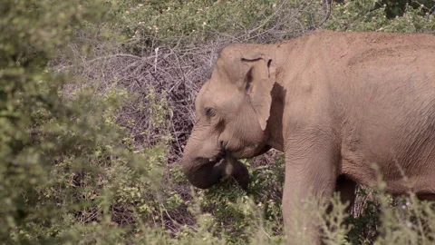 An elephant eating leaves Stock Footage 295198721