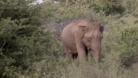 An elephant-eating leaves Stock Footage 295207538