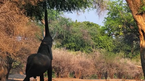 Elephant Eating Leaves Stock Footage 321837385