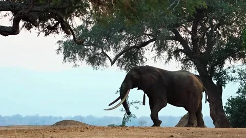 Elephant Eating Leaves Video stock 321838476