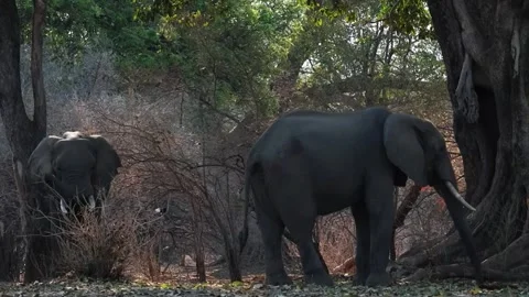 Elephant Eating Leaves Stock Footage 321840831