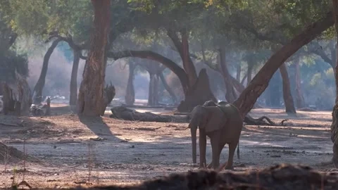Elephant Eating Leaves Stock Footage 321840917