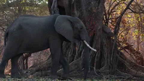 Elephant Eating Leaves Stock Footage 321840953