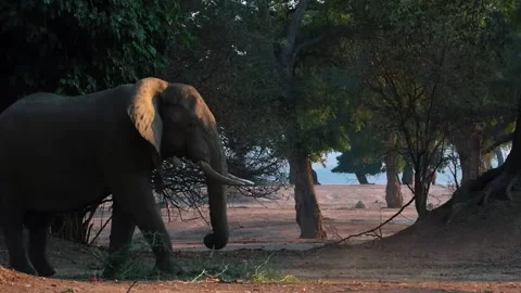 Elephant Eating Leaves Stock Footage 321841087