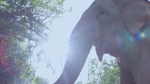 Elephant eating looking up with sun in background and walking by  Stock Footage 289781030