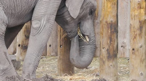 Elephant Eating Low POV Stock Footage 61056833