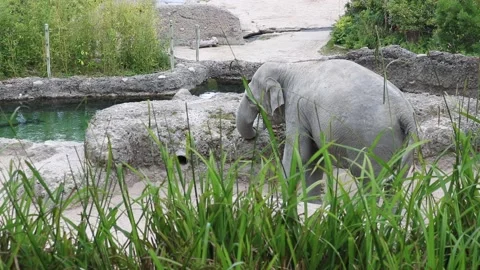 Elephant Eating in a Park Stock Footage 133433315