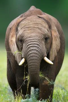 Elephant eating Stock Photos