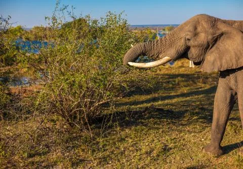 Elephant eating Stock Photos