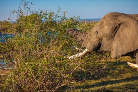 Elephant eating Stock-Fotos