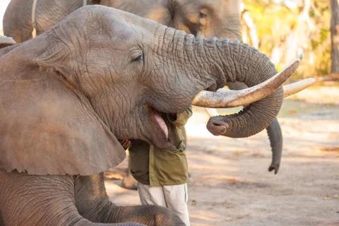 Elephant eating Stock Photos