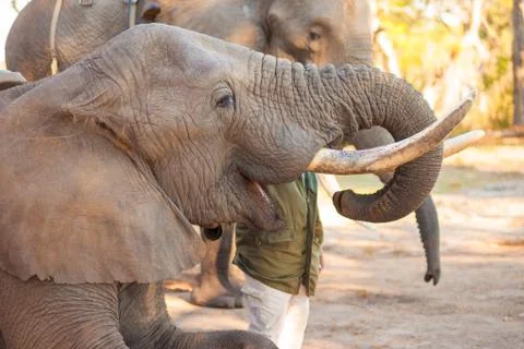 Elephant eating Stock-Fotos