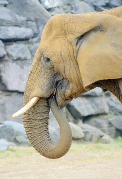 Elephant eating Stock Photos