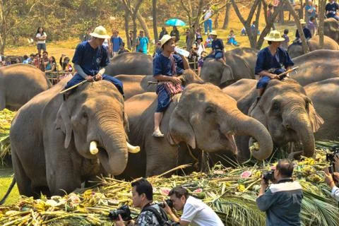 Elephant eating. Stock Photos