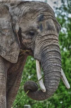 Elephant Eating Stock Photos