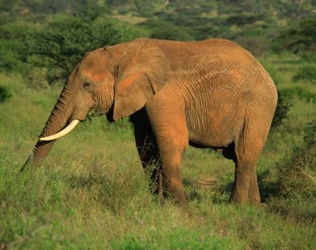 Elephant eating Foto stock