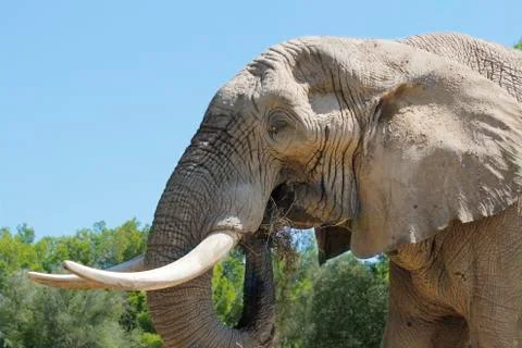 Elephant eating Фото
