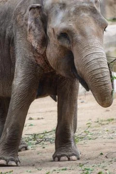 Elephant Eating Foto stock